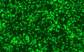 Human Parainfluenza Virus Type 1 with Green Fluorescent Protein (PIV1-GFP)