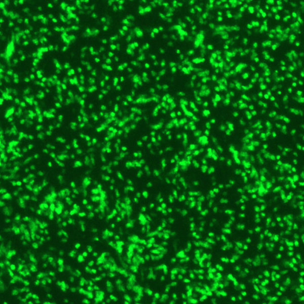 Human Parainfluenza Virus Type 1 with Green Fluorescent Protein (PIV1-GFP)