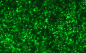 Human Parainfluenza Virus Type 2 with Green Fluorescent Protein (PIV2-GFP)