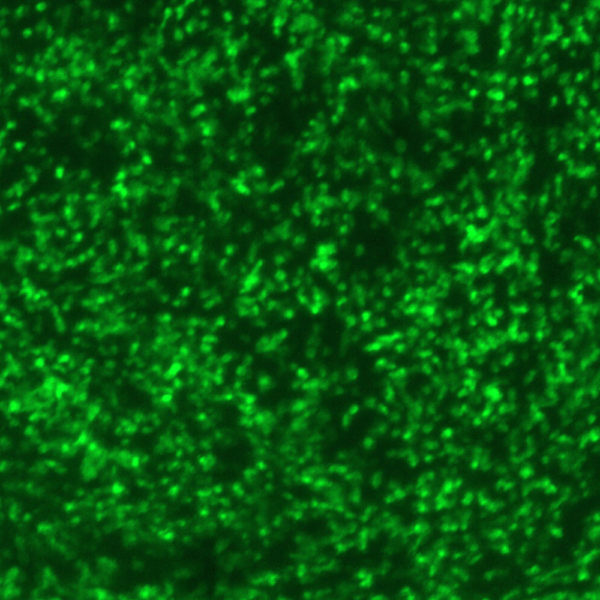Human Parainfluenza Virus Type 2 with Green Fluorescent Protein (PIV2-GFP)