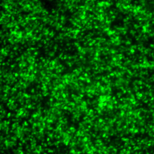 Human Parainfluenza Virus Type 3 with Green Fluorescent Protein (PIV3-GFP)