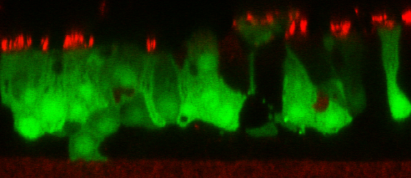 Parainfluenza Virus 5 with Green Fluorescent Protein (PIV5-GFP3) - Image 2
