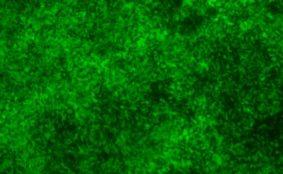 Parainfluenza Virus 5 with Green Fluorescent Protein (PIV5-GFP3)