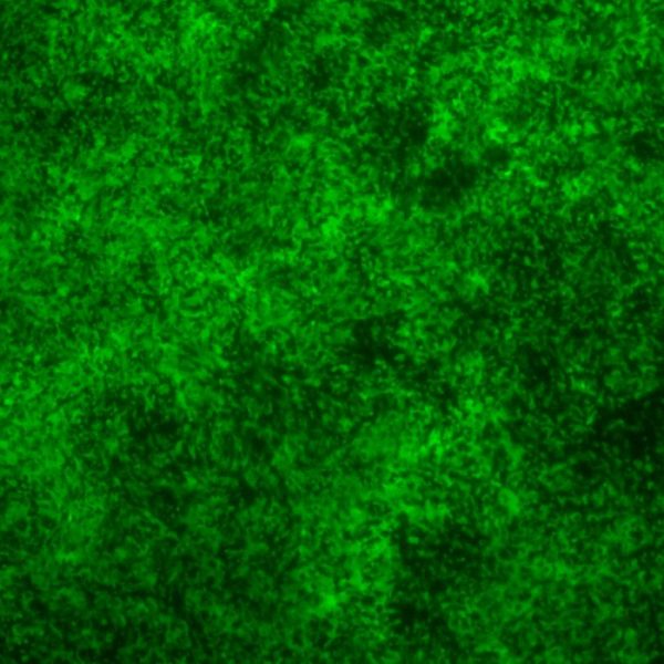 Parainfluenza Virus 5 with Green Fluorescent Protein (PIV5-GFP3)