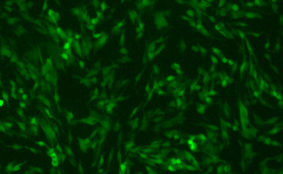 Pneumonia Virus of Mice with Green Fluorescent Protein (PVM-GFP7)