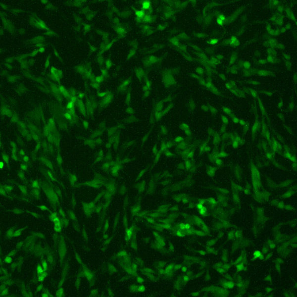 Pneumonia Virus of Mice with Green Fluorescent Protein (PVM-GFP7)