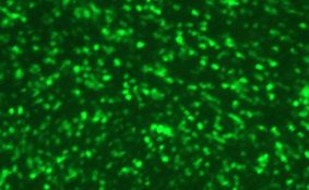 Human Respiratory Syncytial Virus with Green Fluorescent Protein and Luciferase (RSV-GFP1-Luc2)