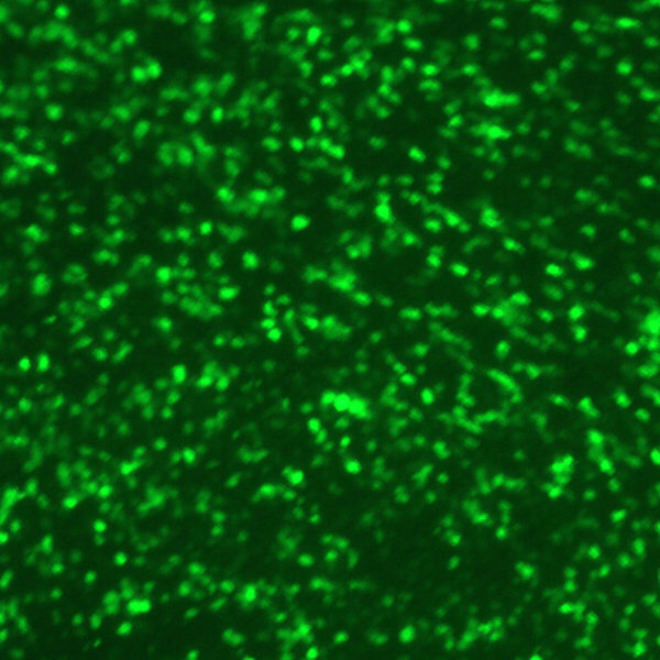 Human Respiratory Syncytial Virus with Green Fluorescent Protein and Luciferase (RSV-GFP1-Luc2)