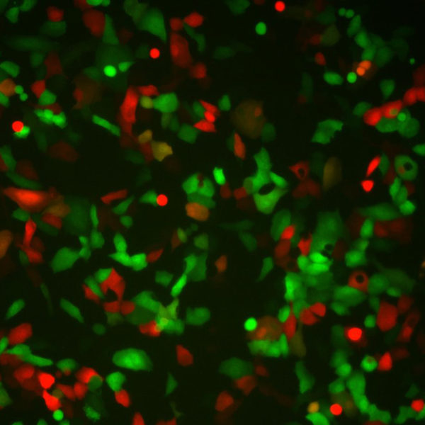 Human Respiratory Syncytial Virus with Red Fluorescent Protein (RSV-RFP1)