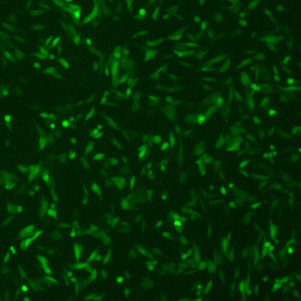 Human Respiratory Syncytial Virus with Green Fluorescent Protein (RSV-GFP1) - Image 3