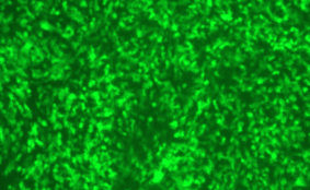 Sendai Virus with Green Fluorescent Protein (SeV-GFP4)