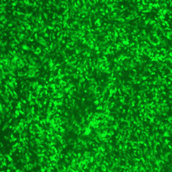 Sendai Virus with Green Fluorescent Protein (SeV-GFP4)