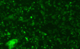 Bovine Respiratory Syncytial Virus with Green Fluorescent Protein (bRSV-GFP1)