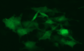 Newcastle Disease Virus with Green Fluorescent Protein (NDV-GFP3)