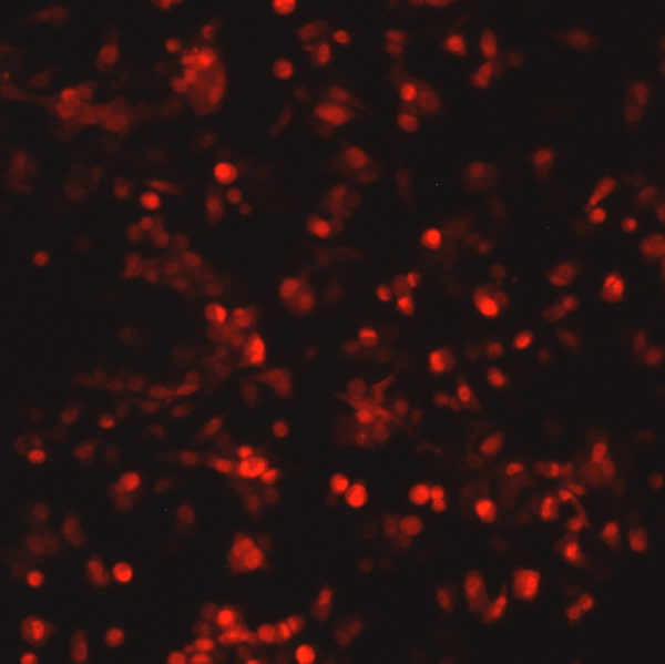 Respiratory Syncytial Virus with DsRed2 Red Fluorescent Protein (RSV-DsRed5)