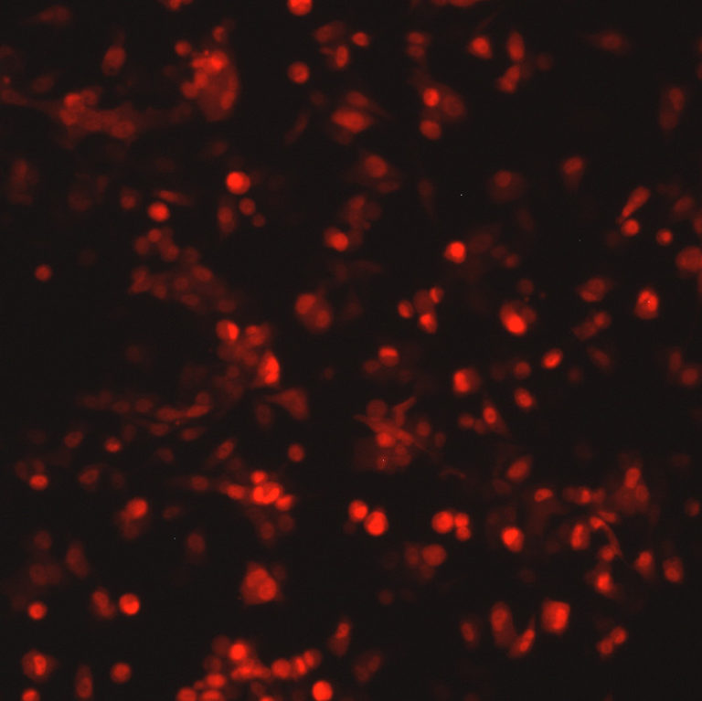 Respiratory Syncytial Virus with DsRed2 Red Fluorescent Protein (RSV