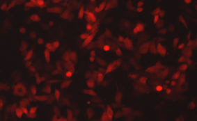 Respiratory Syncytial Virus with mKate2 Far Red Fluorescent Protein (RSV-FarRed5)