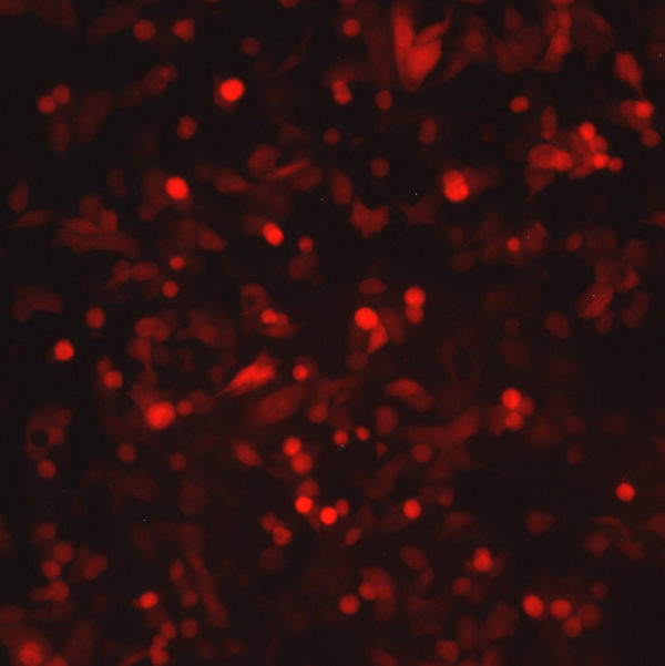 Respiratory Syncytial Virus with mKate2 Far Red Fluorescent Protein (RSV-FarRed5) - Image 2