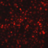 Respiratory Syncytial Virus with mKate2 Far Red Fluorescent Protein (RSV-FarRed5) - Image 3