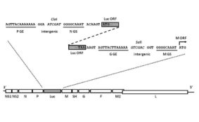 Respiratory Syncytial Virus with Firefly Luciferase (RSV-Luc5)